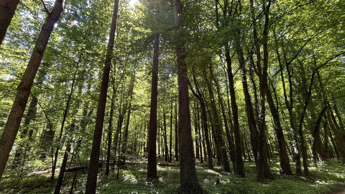 从今天开始，只要不下雨，就把饭后刷半小时手机改为饭后森林骑行半小时。晴天在森林漫步，穿梭在枝叶洒下的光影间，满眼都是生机盎然的绿，真是一种视觉享受。