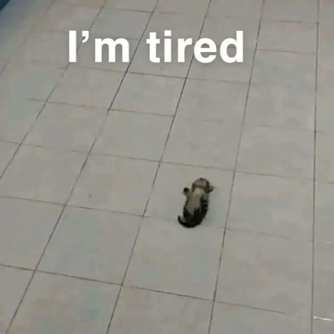 Catsillyness's tweet image. Tired
