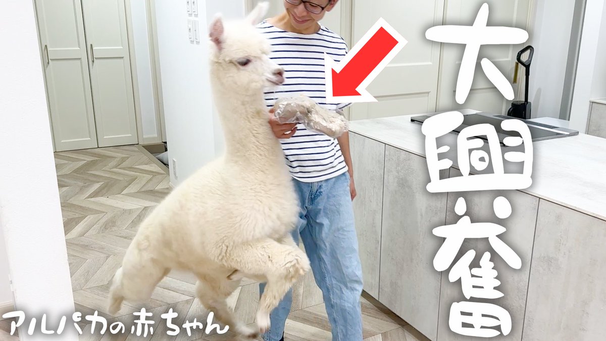 alpacafuwa's tweet image. この世でいちばん喜び方が可愛い生き物、見つけました。
飼い主が買ってきた〇〇に大興奮するアルパカの赤ちゃんモコちゃん！
→ youtu.be/rsipb63maiM
#癒し動画 #アルパカ #モコちゃん
みてね😉