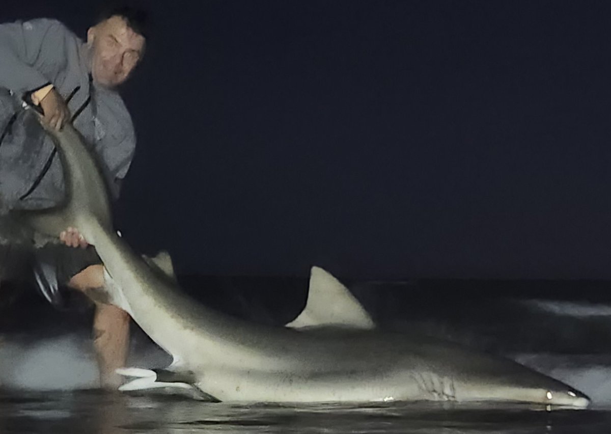 arispedano's tweet photo. Big Shell. Padre Island National Seashore. Big bull shark. Catch, Photo, Release (CPR). https://t.co/WRzlPxGeNg
