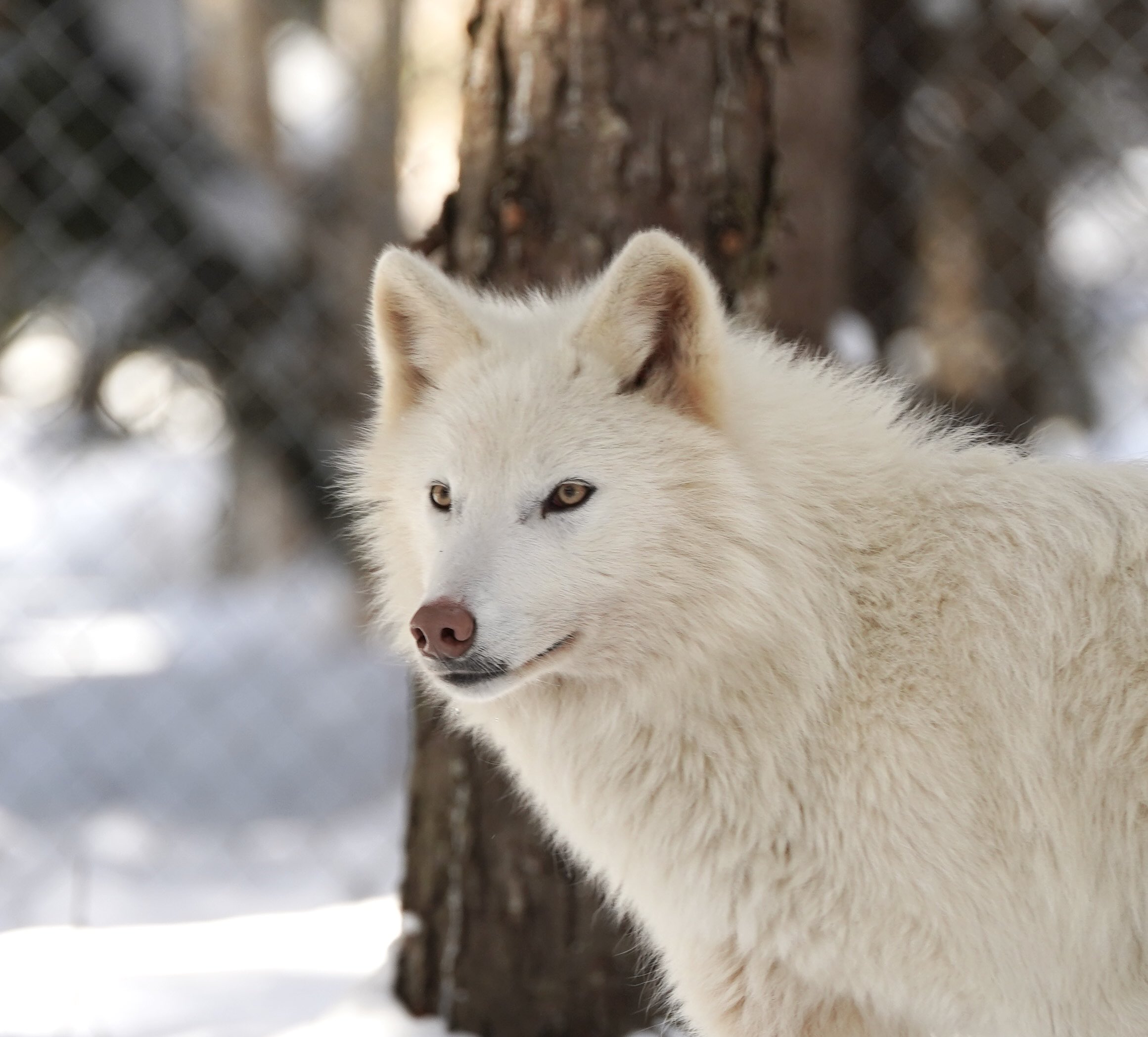 Potato@ﾎﾟﾃﾄ on X: 