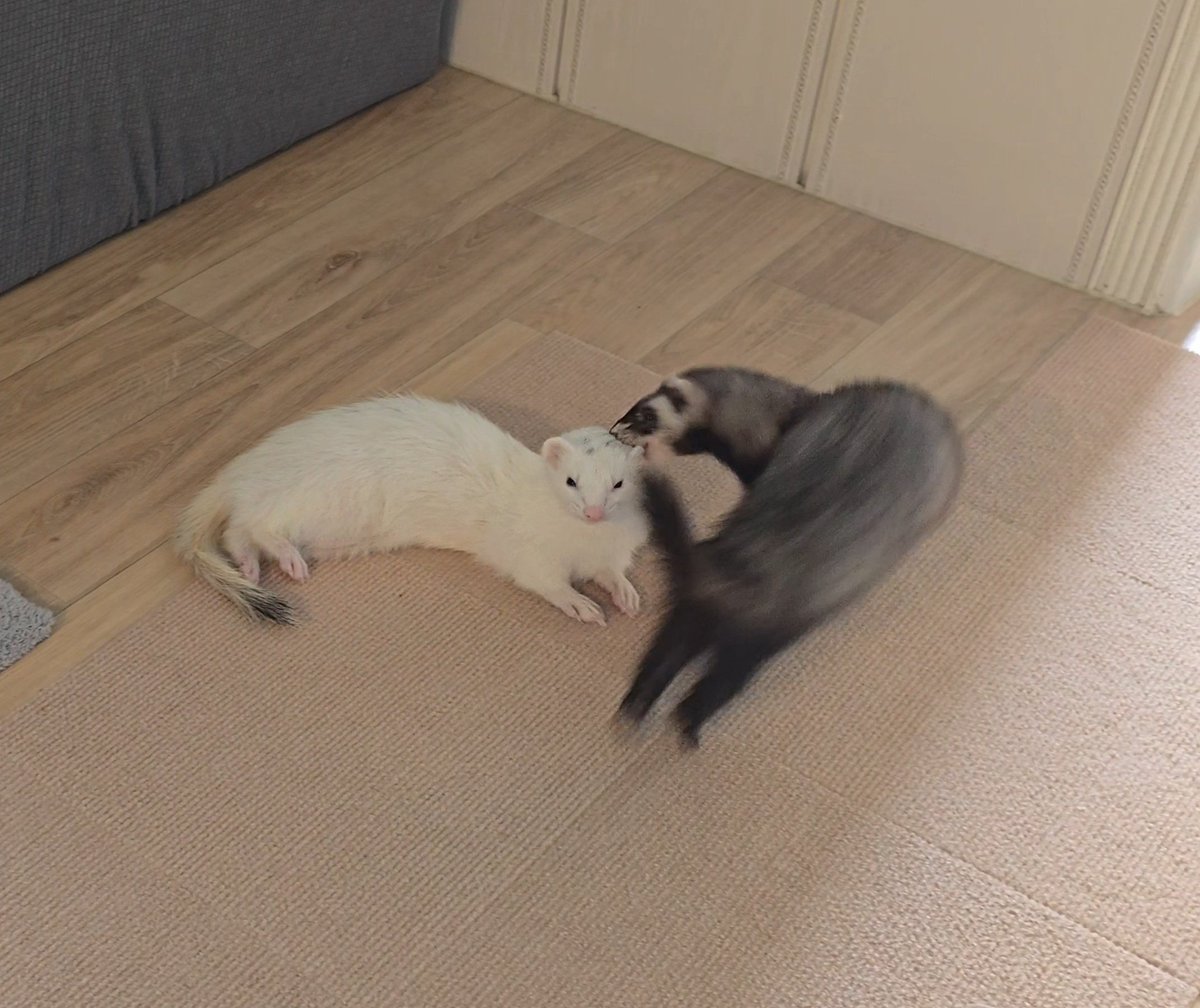 장난치는부분 자세히 보면 덕배가 귀를 왐 하고 무는데 영철이는 신경도 안써요 ㅋㅋㅋㅋㅋㅋㅋㅋ 웃기고 귀여운녀석들