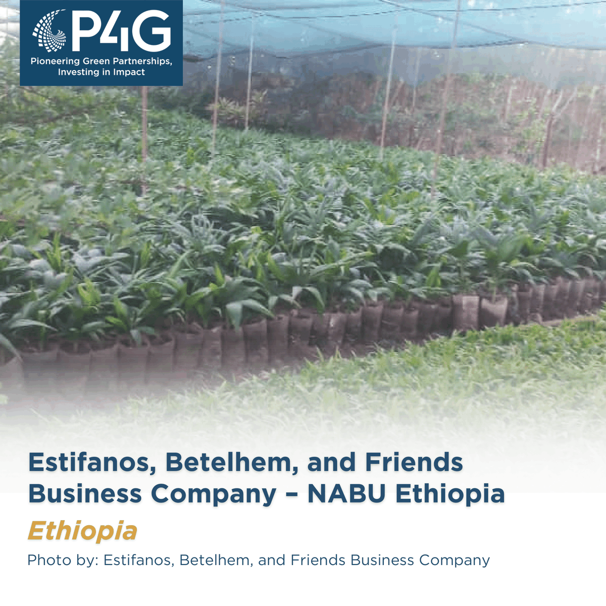 Estifanos, Betelhem, and Friends Business Company – NABU Ethiopia will increase plastic waste collection and recycling in Ethiopia for use in climate-smart agricultural projects including water resilience. Learn how: bit.ly/43yvwN6 #PioneeringGreenPartnerships