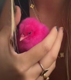 Cute chick

Viral chick

aped