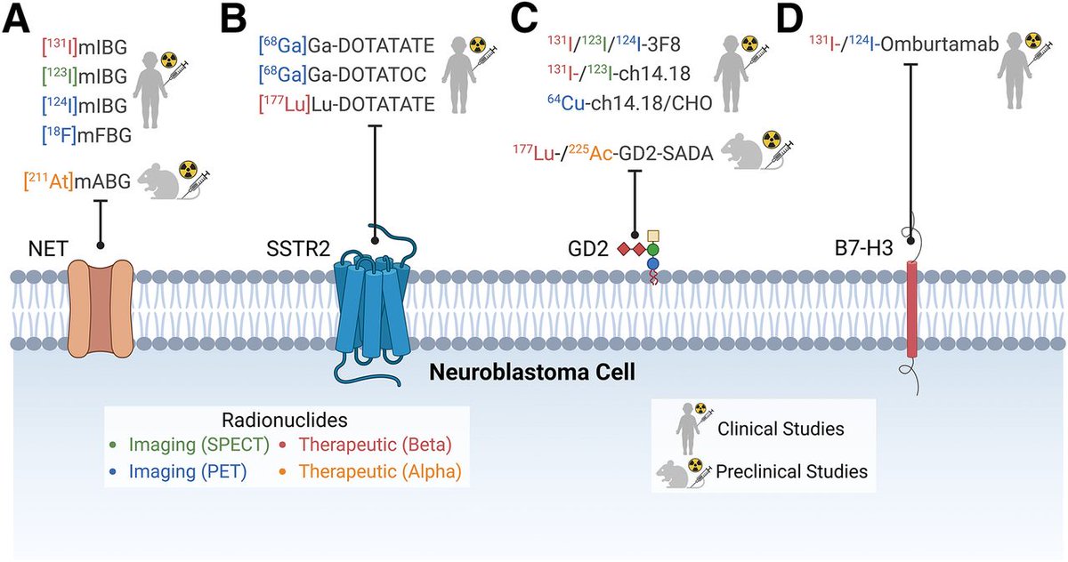 JNM (@journalofnucmed) on Twitter photo Theranostics for neuroblastoma: Making molecular radiotherapy work better. ow.ly/sHTA50VuLYN
#NuclearMedicine #Theranostics #RPTherapy #Neuroblastoma <a href="/LeonaKnox/">Leona Knox🎗</a> <a href="/SallyLGeorge/">Sally George</a> Theranostics for neuroblastoma: Making molecular radiotherapy work better. ow.ly/sHTA50VuLYN
#NuclearMedicine #Theranostics #RPTherapy #Neuroblastoma <a href="/LeonaKnox/">Leona Knox🎗</a> <a href="/SallyLGeorge/">Sally George</a>