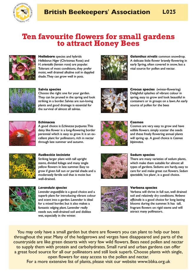 The BBKA has copies of its useful leaflet, ten favourite flowers for honey bees in small gardens, available:

The A4 double-sided leaflet has now been discounted to 1p each

Further details and order form on website together with other leaflets:  bbka.org.uk/bbka-leaflets.