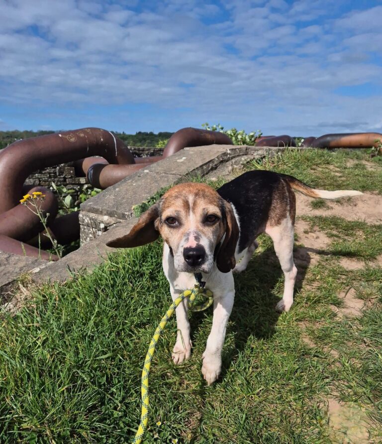 AdoptionsUk's tweet photo. Please retweet to help Hazel and Howard find a home together #CARDIFF #WALES #UK 🐶🐶
Bonded pair, available for adoption, registered British charity ✅
Details or apply below👇
https://t.co/0kfAEWucQp
Medium sized Hounds aged 5.
They may be suitable to live with children and cats
and would benefit from another neutered resident dog.
They need a quiet, active home.
Cardiff Dogs Home @cardiffdogshome 

#dogs #dog #Hounds #Newport #Cwmbran #Brecon #Monmouthshire #Swansea
