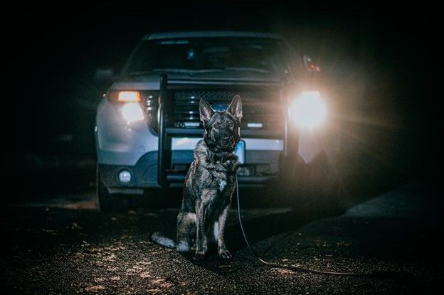 VIK9s's tweet photo. K9s risk their lives to protect us—many without ballistic vests. 🐾💙
Your donation could help save a hero's life.
🛡️ Give now: https://t.co/9W4t0Oor3Y
#ProtectThePaws #K9Heroes #DonateToProtect #VestedInterestInK9s https://t.co/GWKdu9pJ9u