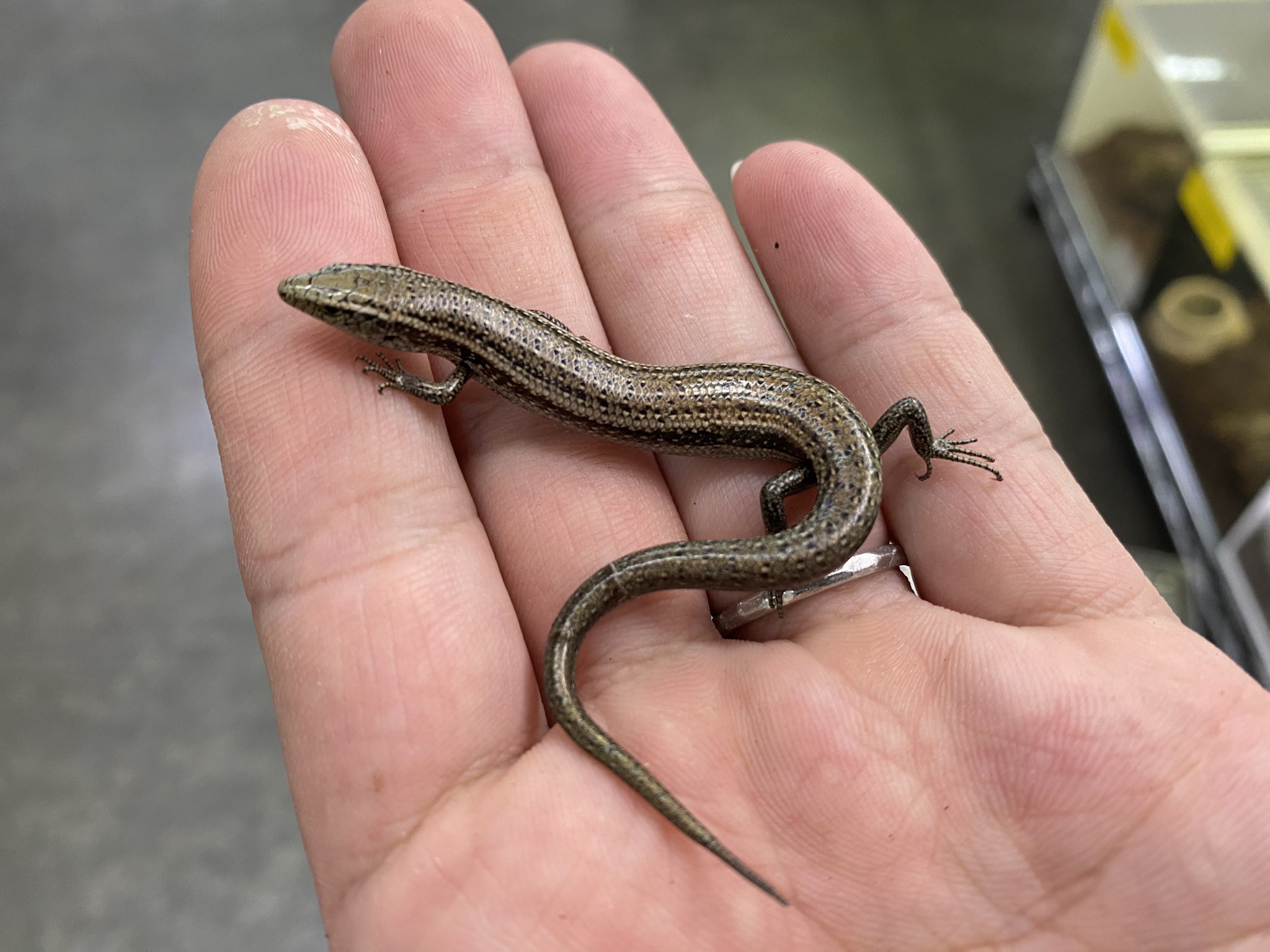 トカゲ n-tst-9580.jpg