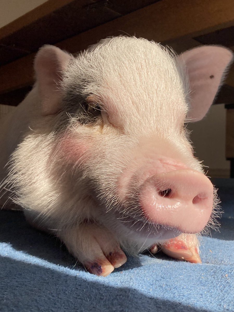 #何かわいい顔してんねん