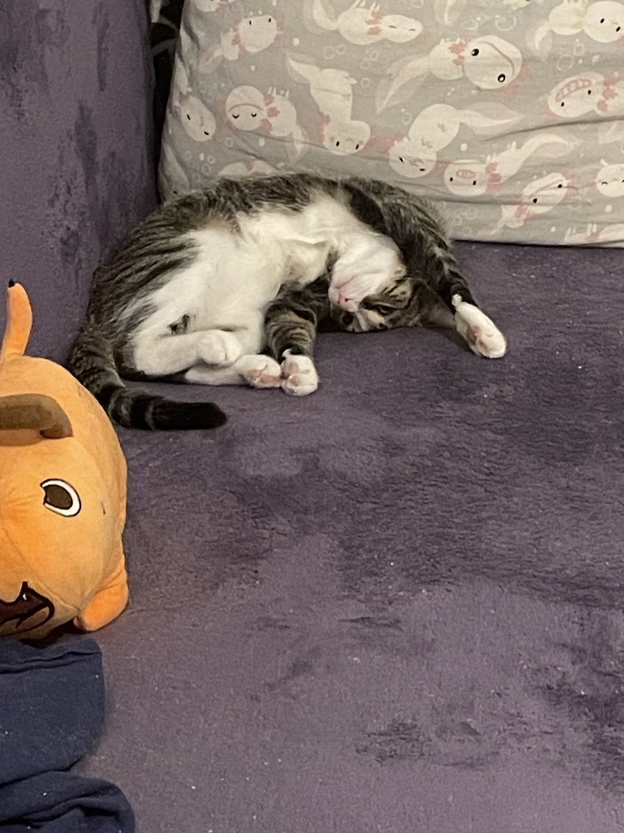 котики в добрые руки.🐈 (@_momomay) on Twitter photo 