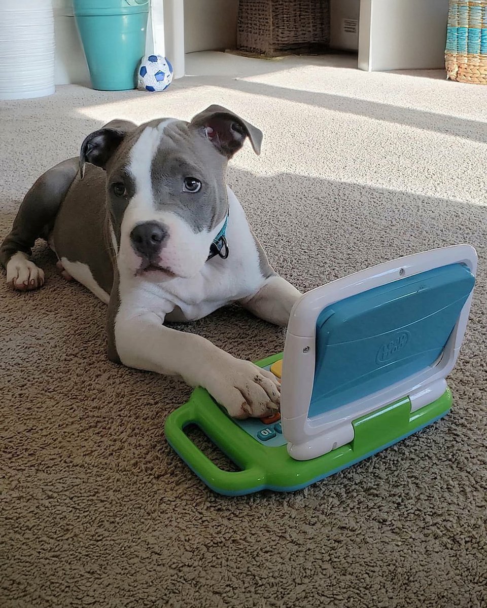“LOL he’s a dog, he can’t read”⁣⁣
⁣⁣
Well not with that attitude. He just started and he’s doing his best⁣⁣
🐾 📚 🐶 ⁣⁣
⁣⁣
📸: IG/junior_the_blue_pitbull