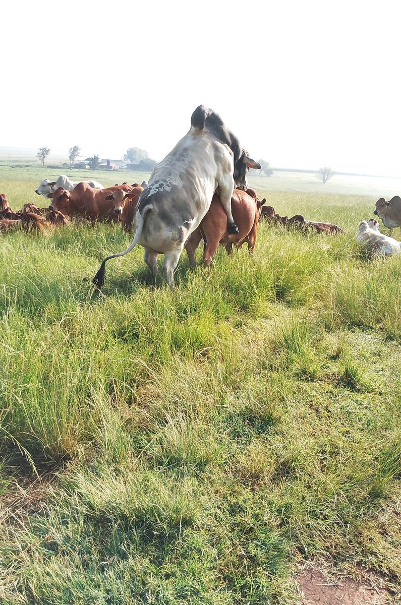 remember Cyclone bh 18 ?  - As the summer breeding season approaches its final moments, Cyclone will certainly be entitled to a brief recess following an active period with the females; undoubtedly, his progeny will be profuse beyond 2025 they  prepare him for another semen