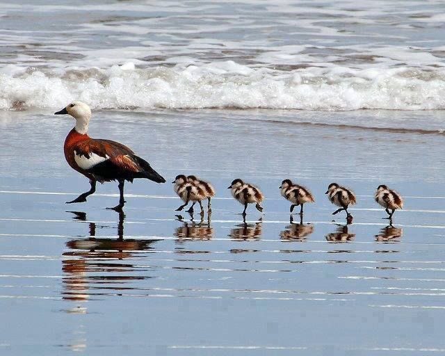 Оройн мэнд ✨

Chicks. 6 of them. ١٥٧٤♡
#bird #birdphotography #野鳥写真
   (📷 Pinterest)