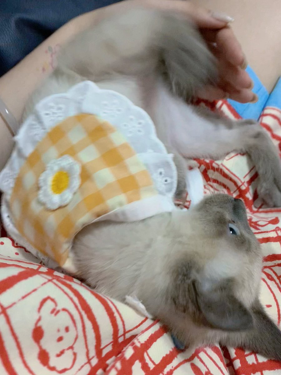 上野蝴蝶 tweet media