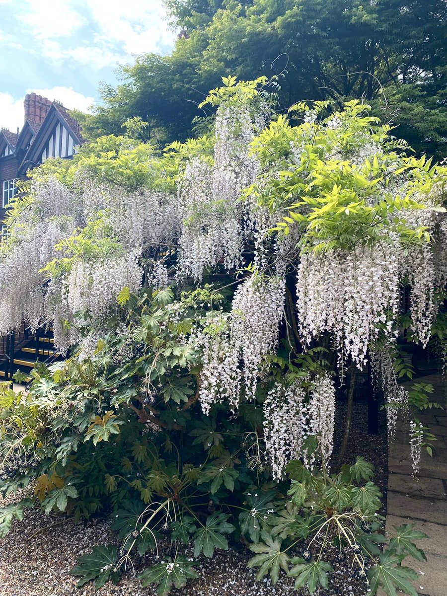Beautiful wisteria <a href="/LimpsfieldGrang/">Limpsfield Grange</a> today.
