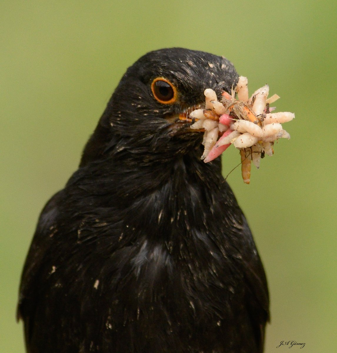 No creo que pasen hambre sus polluelos.Mirlo común (Turdus merula).#Nikon #fotografia #aranjuez #mirlo #primavera