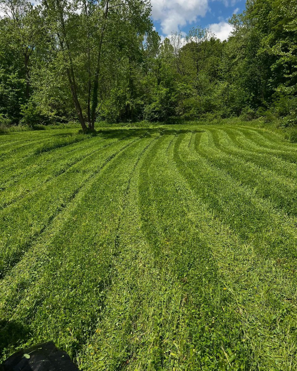 Buck_Chasers's tweet photo. Man these clover plots are on fire!!!!! #landmanagement #foodplots #springplots #guidelife #midwesthunting #whatgetsyououtdoors https://t.co/he50iioRfR