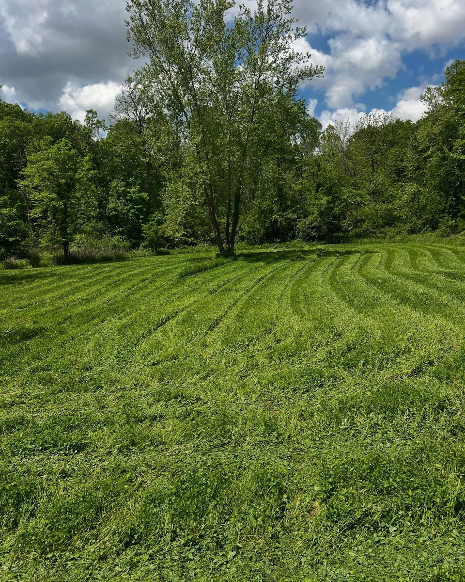 Buck_Chasers's tweet photo. Man these clover plots are on fire!!!!! #landmanagement #foodplots #springplots #guidelife #midwesthunting #whatgetsyououtdoors https://t.co/he50iioRfR