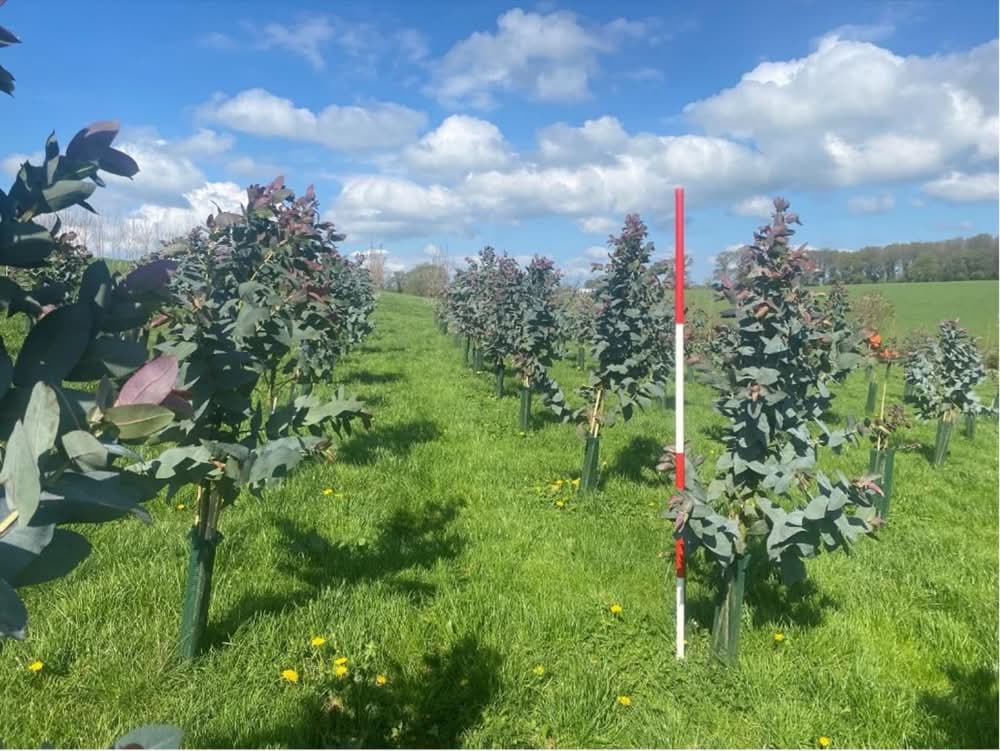 Biomass Connect (@biomassconnect) on Twitter photo 🌿 April <a href="/BiomassConnect/">Biomass Connect</a> Demonstrator Hubs Update: loom.ly/c8o88yc
✅ See how the crops are doing across the UK
#EnergyCrops #Agroforestry #BiomassConnect 🌿 April <a href="/BiomassConnect/">Biomass Connect</a> Demonstrator Hubs Update: loom.ly/c8o88yc
✅ See how the crops are doing across the UK
#EnergyCrops #Agroforestry #BiomassConnect