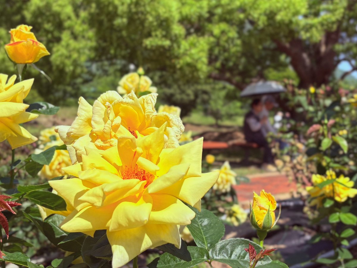 #バラ
田舎のバラ園に行ってきました🌹
