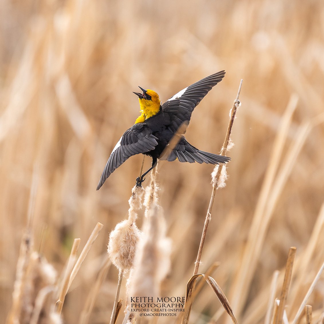I swear this Yellow Headed Blackbird was singing La Bamba!! Lol It’s Game Day!!! #LetsGoOilers #strathconacounty #yeg