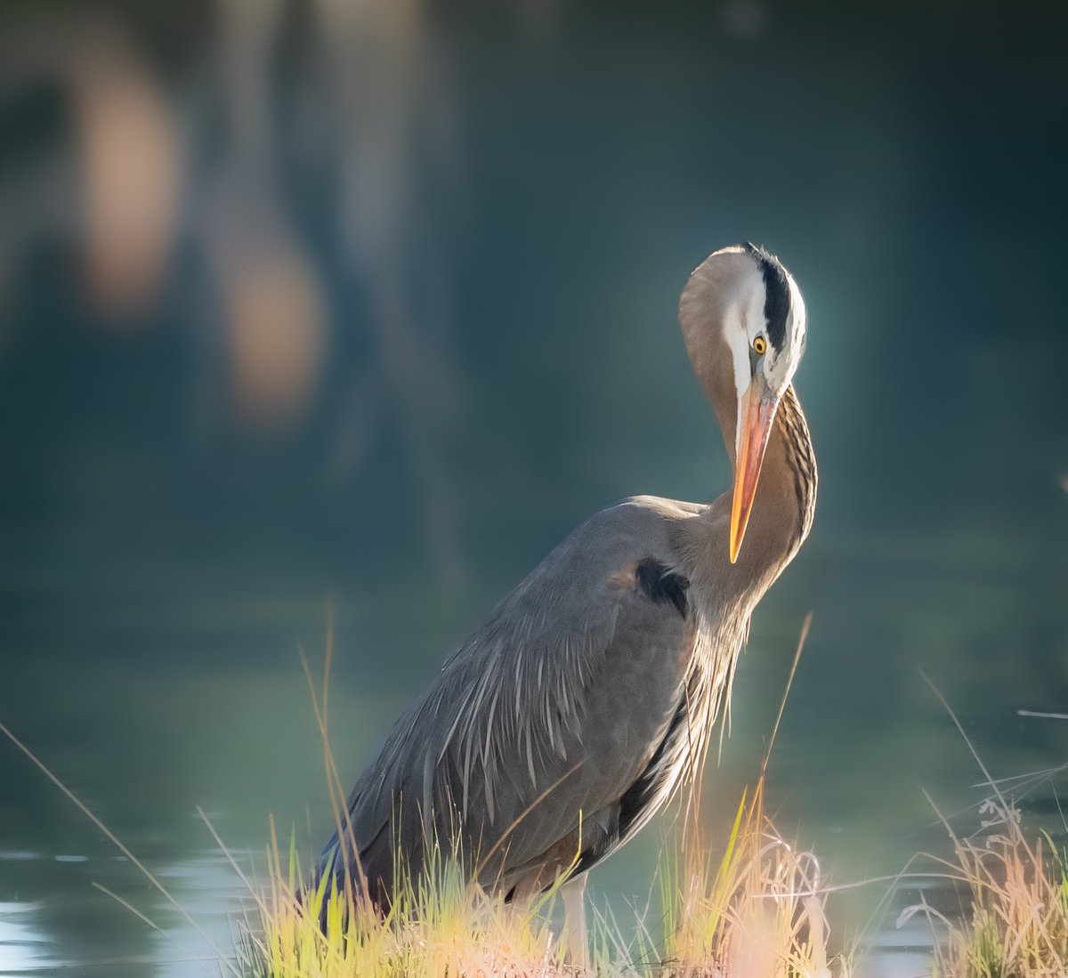 Good morning! 
Another early start for me. Here's my (yes, I'm adopting him 😁) Great Blue Heron, who always finds himself near me when I’m filming at the lake near my home.
These guys normally keep their distance, but he hangs with me often, and it's so great. 💙
Have a