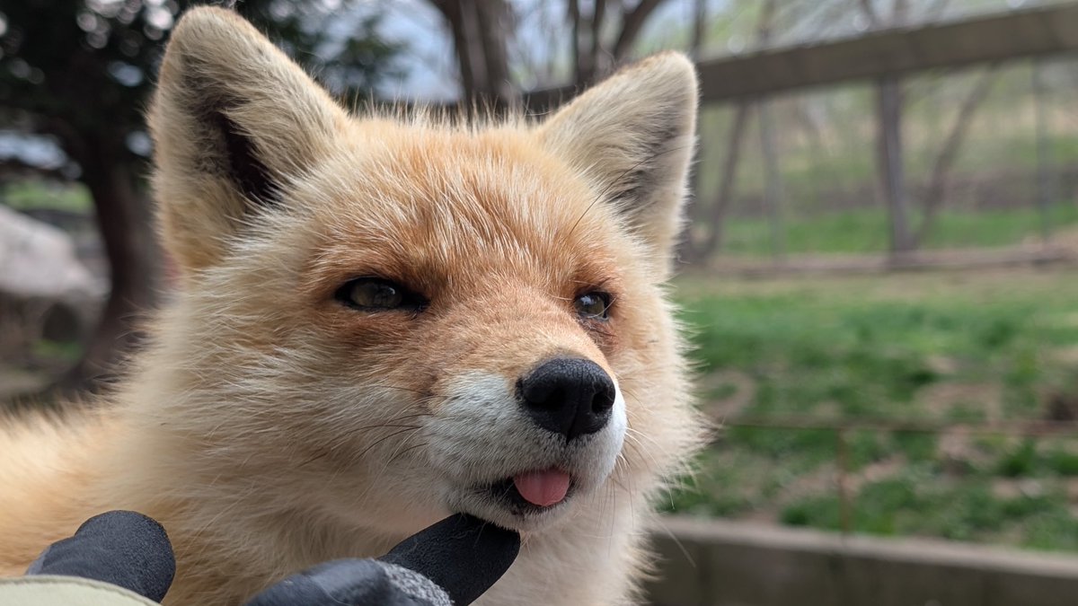 きたきつねページになります＊ 赤ちゃんきたきつね | GANREF