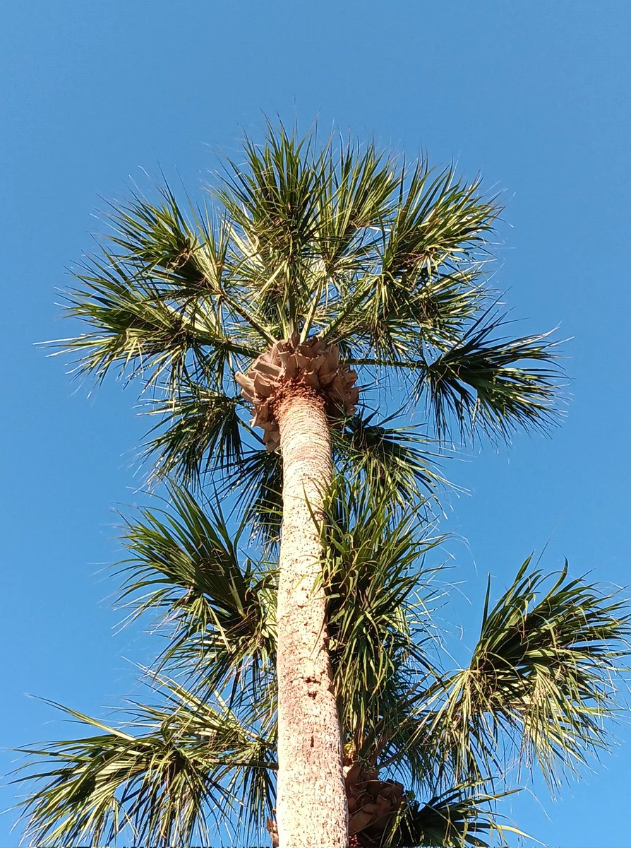 TheTrueJackieO's tweet photo. Nothing but blue skies ahead! 🌴 #HiltonHead 🌊 #SCBeaches ⛱️ https://t.co/eA0pHGcg5J