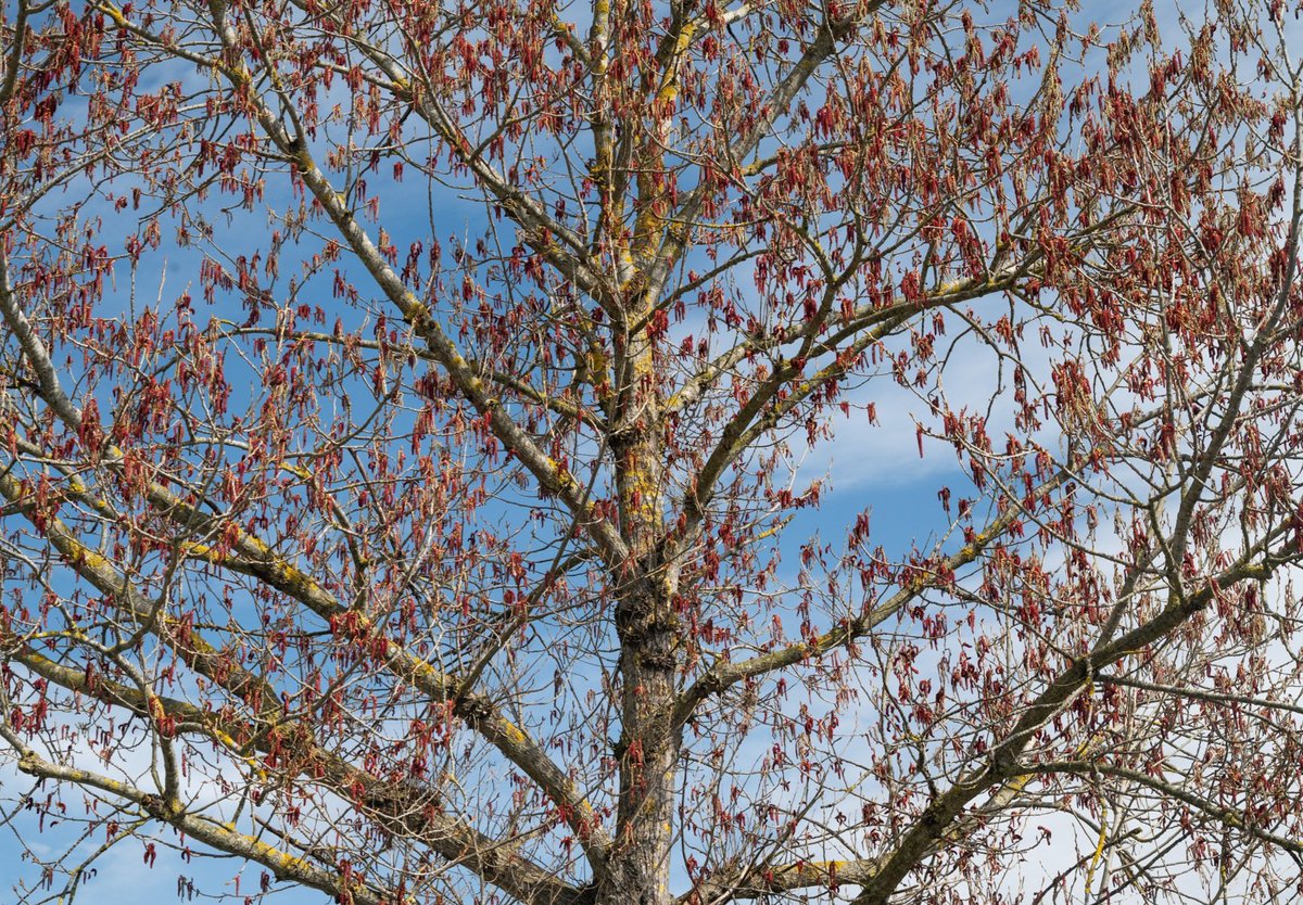 🤹🏻‍♂️ "Vanesio" 🤹🏻‍♂️

“Do me this favor. Admire me anyway!”
"I admire you," said the little prince,  "but what do you do with it?"
And the little prince went "

From The Little Prince.

Limited edition fineart print availabe, write me!

#NaturePhotography #landscape #fineart #Art