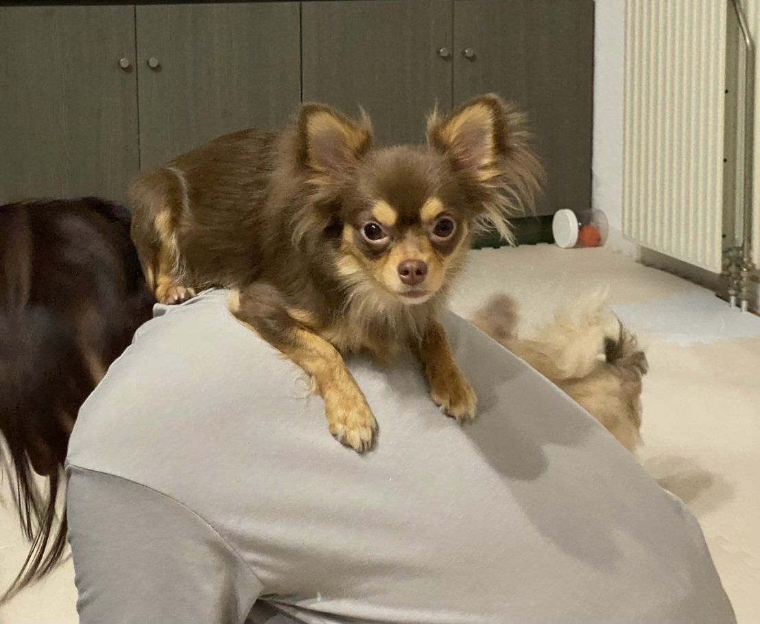 w3eIpL6k9XpiBWH's tweet image. 背中にチワワ。
重くはない、ただ…
動けない。
飼い主の人生、いま完全に停止中。
見守るもう1匹も他人事。

#チワワ #多頭飼いあるある #今日のわんこ #背中ジャック #動けません #犬のいる生活