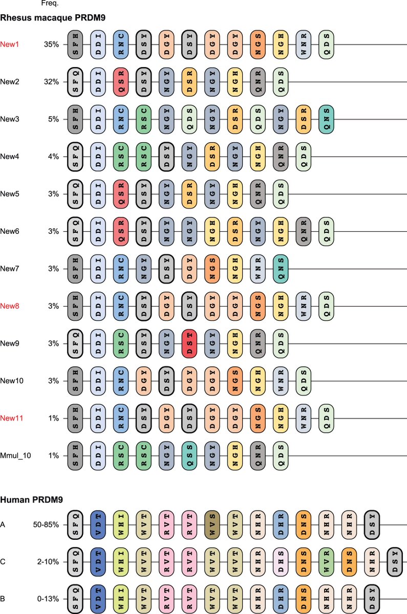 The Journal of Immunology (@j_immunol) on Twitter photo A #TopRead article from Dr. Jesse Bruijnesteijn found that a diverse repertoire of killer cell immunoglobulin-like receptors (KIRs) contributes to the protection of individuals and populations against pathogen evasion and subversion. Read it in The JI: ow.ly/vJRk50VJI7H A #TopRead article from Dr. Jesse Bruijnesteijn found that a diverse repertoire of killer cell immunoglobulin-like receptors (KIRs) contributes to the protection of individuals and populations against pathogen evasion and subversion. Read it in The JI: ow.ly/vJRk50VJI7H