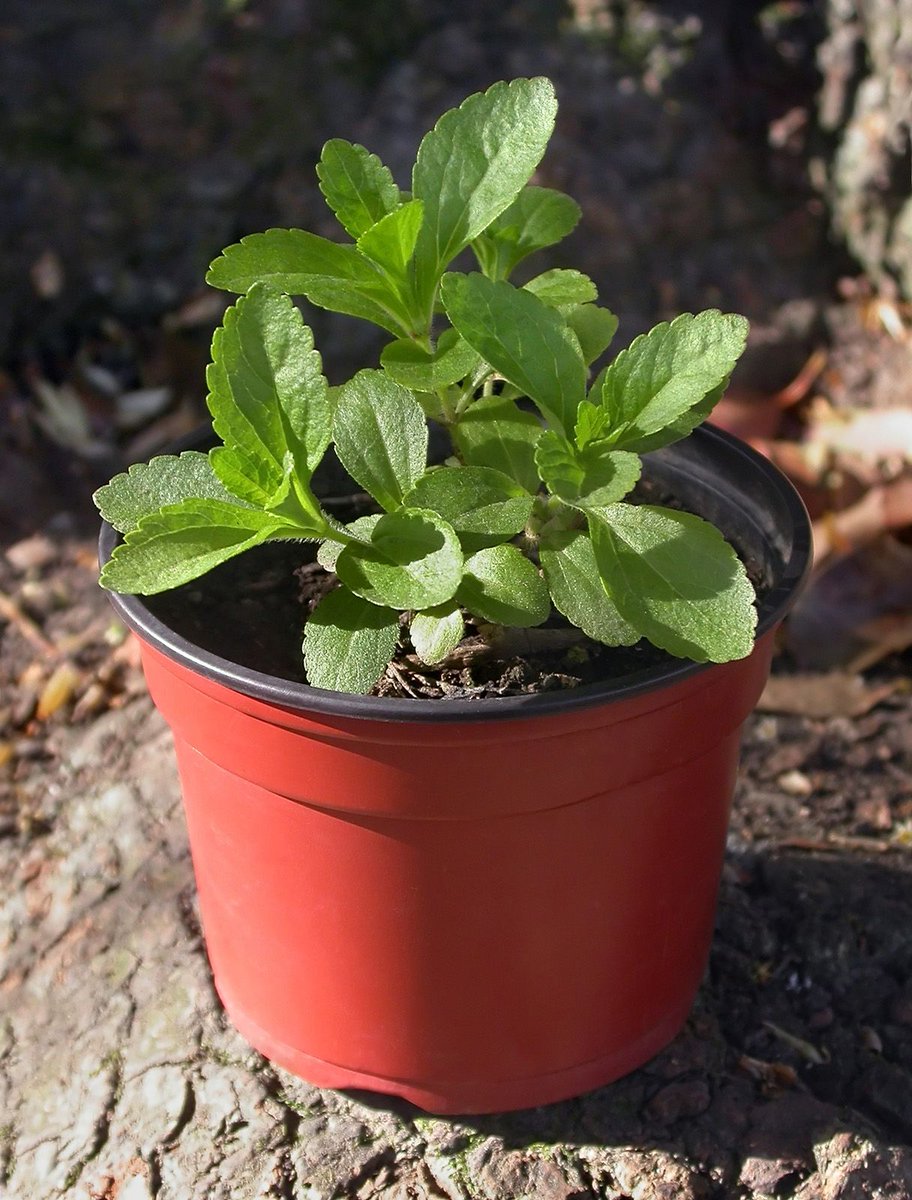 FL Master Gardener Volunteer Program (@floridamgs) on Twitter photo How do you take your coffee or tea: one leaf or two? Stevia leaves are widely used as a sugar replacement, and you can grow this humble, unassuming plant in your Florida garden. More on the planting and care of stevia at <a href="/UF_IFAS/">UF IFAS Solutions</a> Gardening Solutions: gardeningsolutions.ifas.ufl.edu/plants/edibles… How do you take your coffee or tea: one leaf or two? Stevia leaves are widely used as a sugar replacement, and you can grow this humble, unassuming plant in your Florida garden. More on the planting and care of stevia at <a href="/UF_IFAS/">UF IFAS Solutions</a> Gardening Solutions: gardeningsolutions.ifas.ufl.edu/plants/edibles…