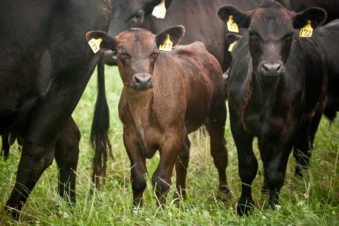 Did you know? The Livestock Forage Disaster Program covers a wide range of animals! From beef cattle and dairy cows to buffalo, alpacas, and even ostriches - if they're part of your commercial farming operation, they could be eligible. fsa.usda.gov/resources/prog…