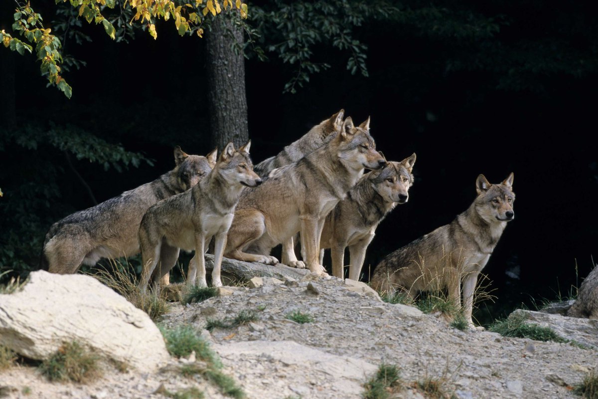 National Wildlife Federation tweet media