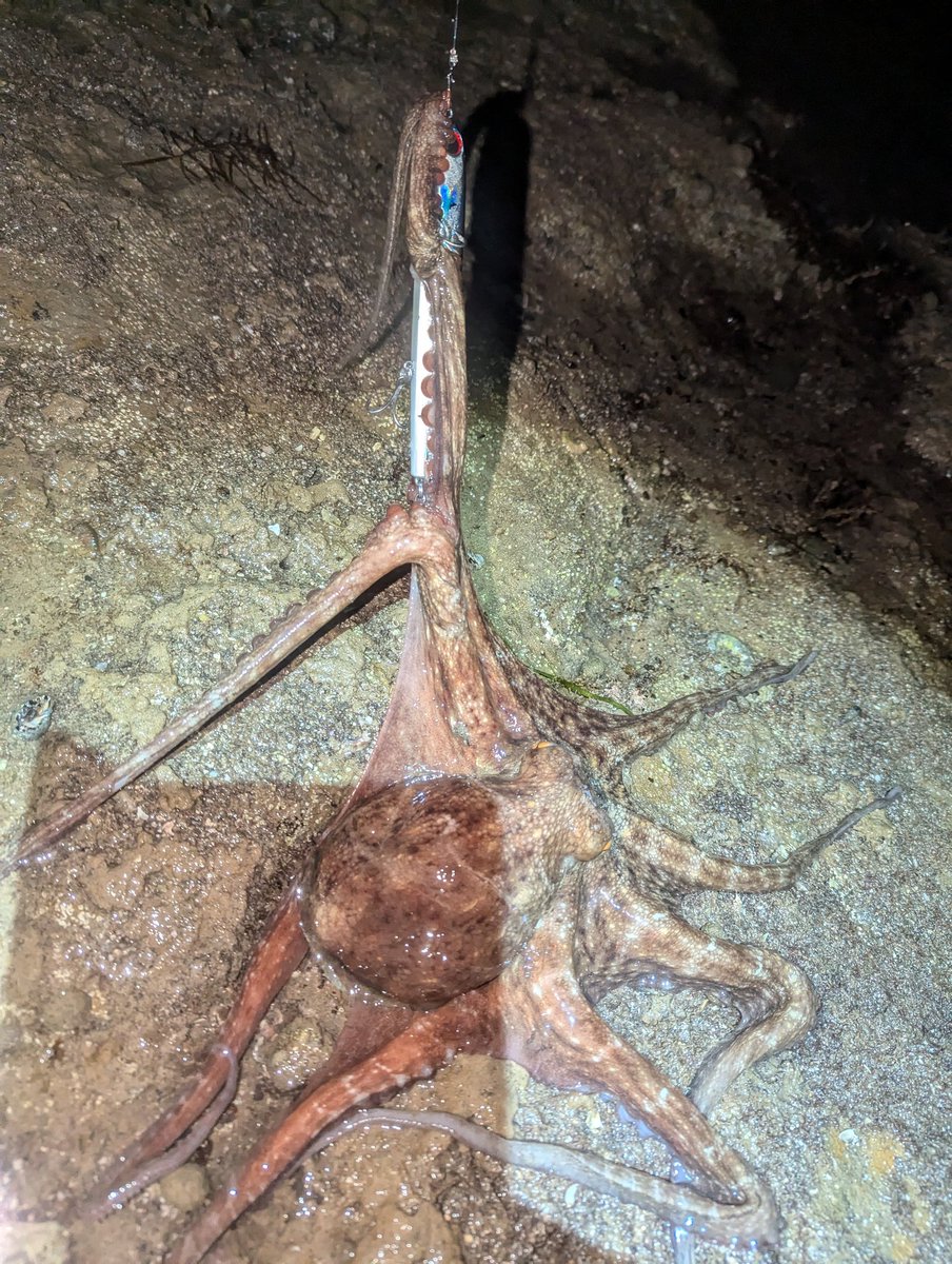 なーんだ外道の日か💦
#男鹿
#磯マル
#ボラ
#マダコ