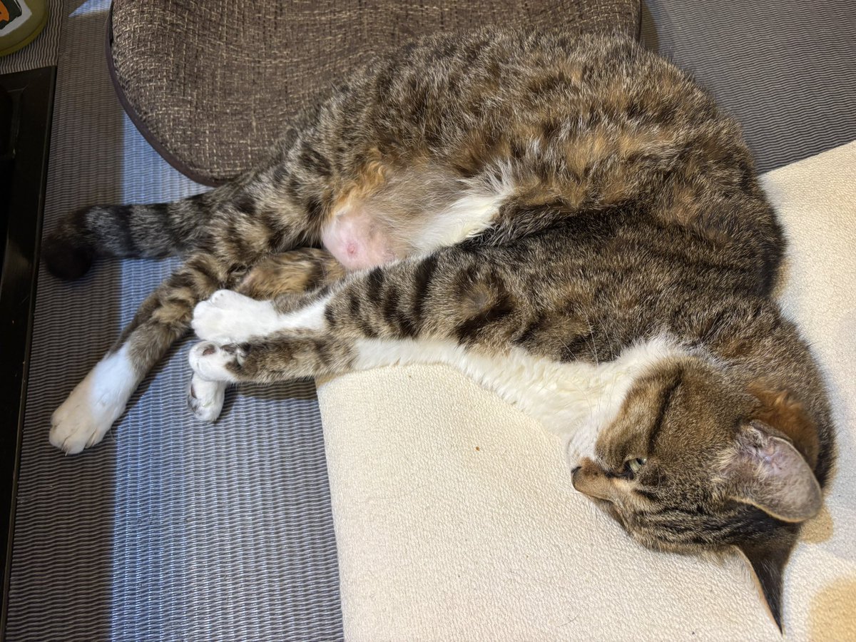 今日のまめ
＃猫のいる暮らし　＃猫のいる幸せ　＃猫　＃まめ