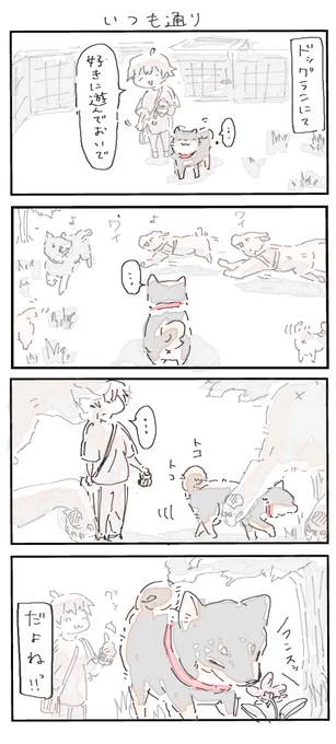 #4コマ漫画 #柴犬 
いつも通り 