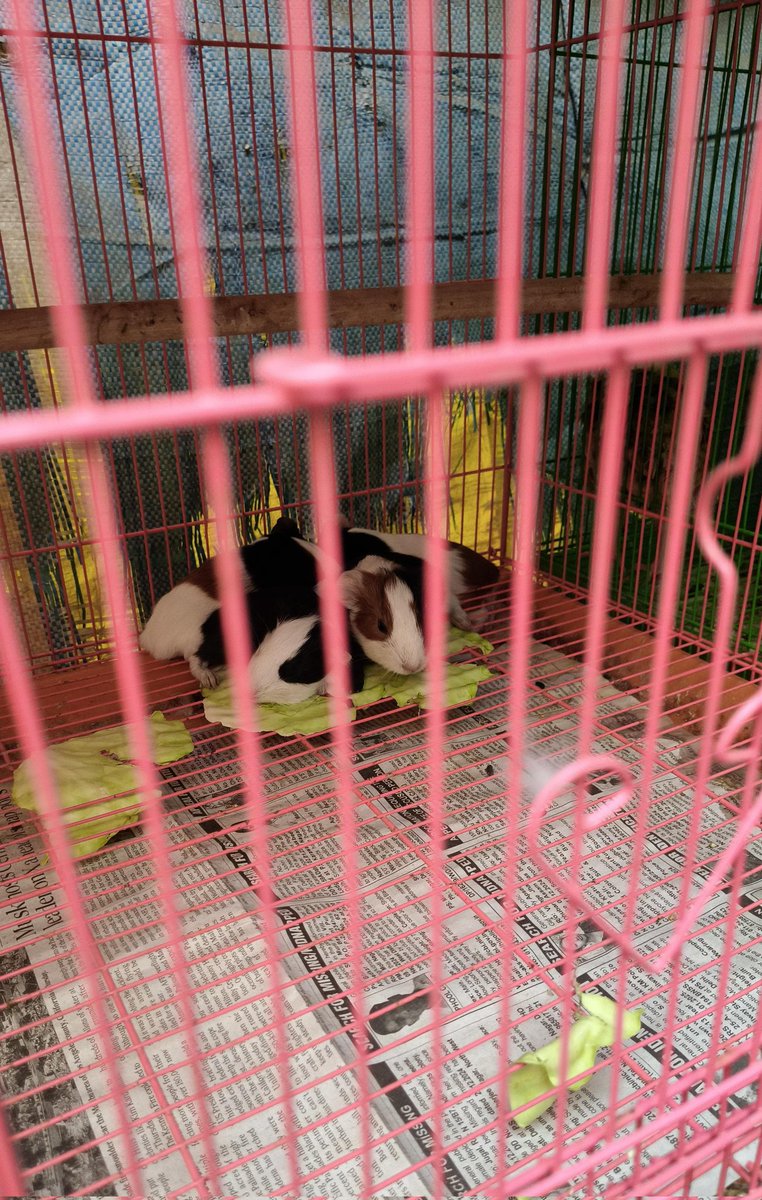 Animal Law Cell, Faculty of Law, Delhi University tweet media