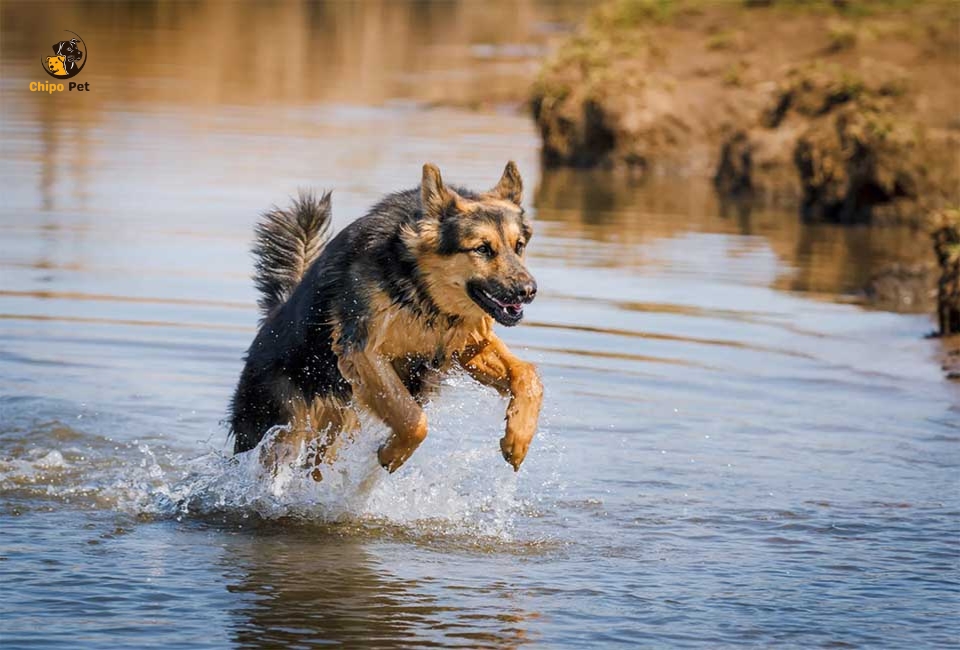 chipopetcom's tweet photo. Delve into the allure of the Sable German Shepherd, distinguished by its striking coat pattern. Uncover their temperament, care needs, and why they make exceptional family and working dogs. #chippopet #chipo #pet #dog #germanshepherd 

Read more: https://t.co/XOfhBD8mHl https://t.co/8w7ESsmxl4