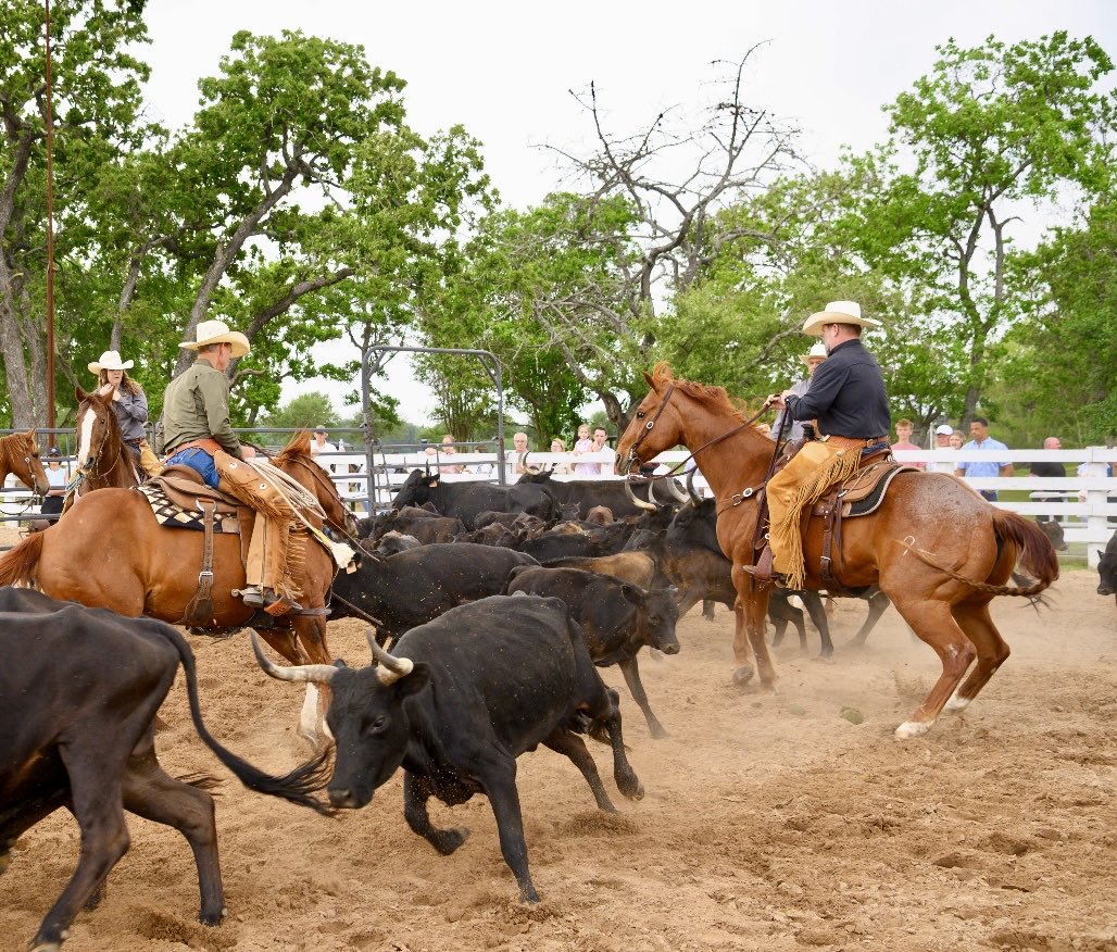 jimmy_guinn's tweet image. It’s that time of year again!  Sorting calves, cutting and branding!  

#Ranch #Sorting #Branding ⁦@AQHA⁩ ⁦@AQHAJournal⁩ #horses