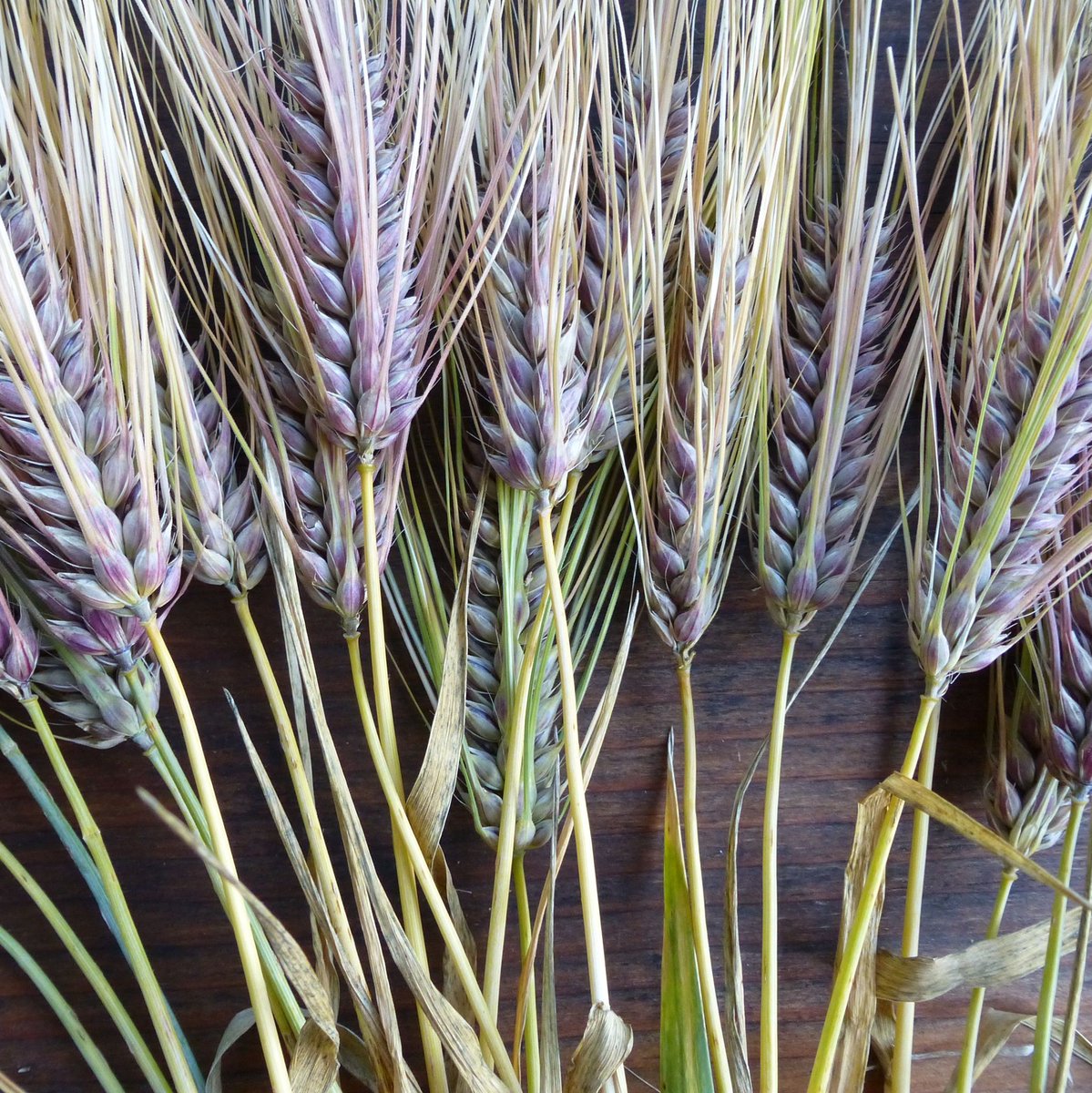 There are few crops we can grow in our home gardens that are as enchanting as grains. 
From "Grains in the Home Garden," by Sylvia Davatz, Vermont Almanac, Vol. II (Pictured: Hulless Barley - Excelsior Purple, photo by Sylvia Davataz) #Vermont #grains #garden #gardening #plants