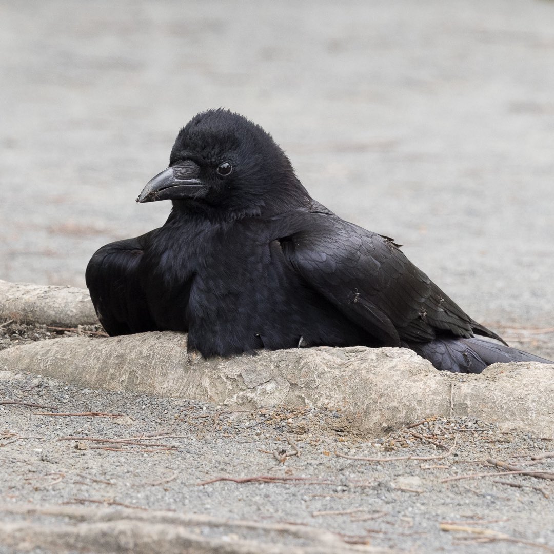 kosugi5's tweet photo. 今日のハシボソガラス
Carrion Crow
#ハシボソガラス #蟻浴 #野鳥 #carrioncrow #anting 
#bird #birds #birds_nature #birding #birdwatching 5/14/2025 https://t.co/fsGp577Nmz