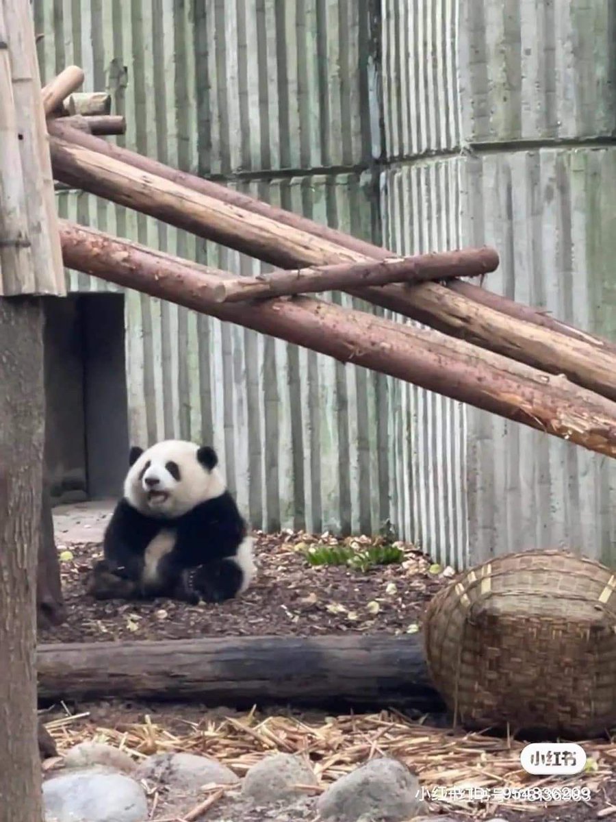 animalkyat's tweet image. めっちゃぽっちゃりしてる中国のパンダ見て