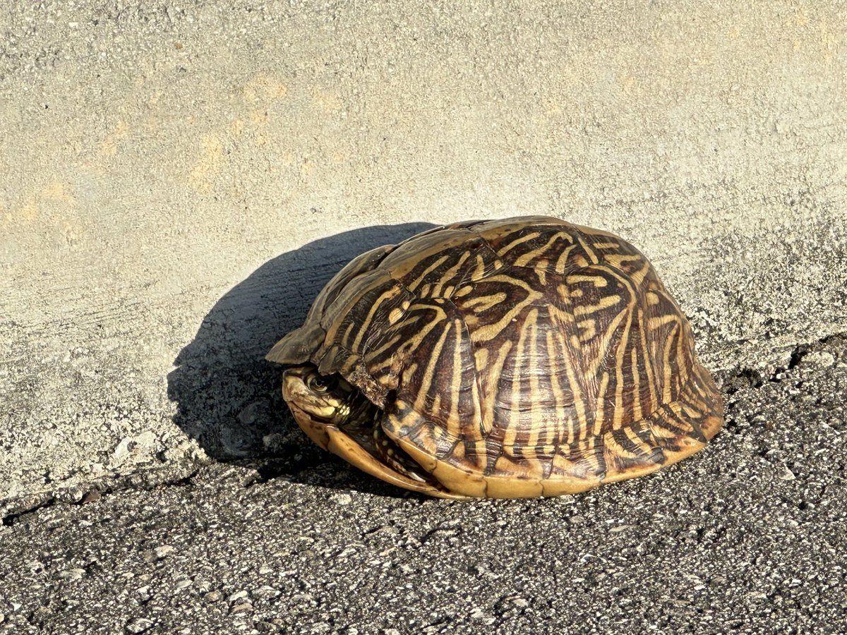 tabimobi's tweet image. お散歩中に遭遇したBox turtle
近づいても逃げないフレンドリーな亀w

Box turtle の日本語名調べたらハコガメ、ってそのまんまやん😆

#boxturtle 
#ハコガメ