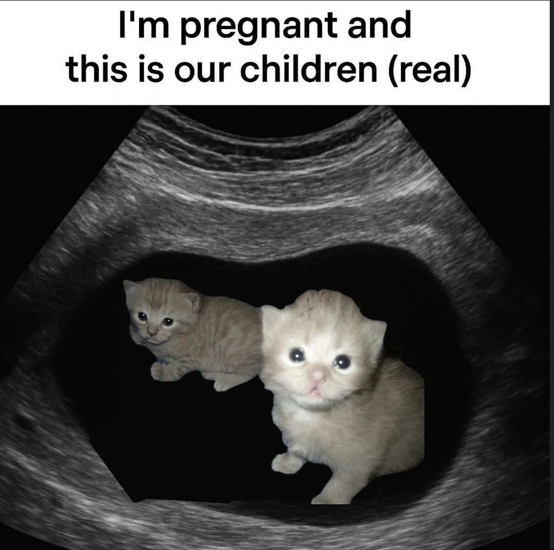 contents that ll heal your depression 🌻 (@catshealdeprsn) on Twitter photo 