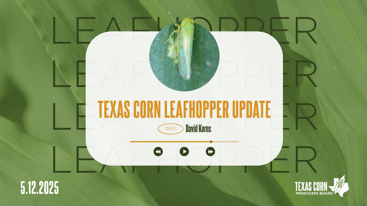 Texas Corn Producers (@texascorn) on Twitter photo 🌽 Leafhopper Update: <a href="/txextension/">Texas A&M AgriLife Extension Service</a> Entomologist Dr. David Kerns reports that, as of this week, corn leafhopper numbers in the Rio Grande Valley remain very low — especially compared to this time last year.
Kerns noted that 1–2 fields are showing minor symptomology related to the 🌽 Leafhopper Update: <a href="/txextension/">Texas A&M AgriLife Extension Service</a> Entomologist Dr. David Kerns reports that, as of this week, corn leafhopper numbers in the Rio Grande Valley remain very low — especially compared to this time last year.
Kerns noted that 1–2 fields are showing minor symptomology related to the