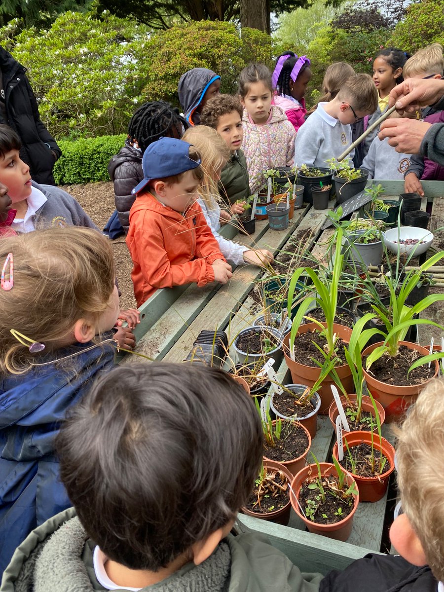 P2 had a great time visiting Dr Neil’s Garden today. We learned more about planting and growing and particularly enjoyed planting our own beans and cuttings. Alan told us lots of new facts for us to share with our adults and friends #outdoorlearning #UNCRC #Article31 🪴👨‍🌾🌸🌳