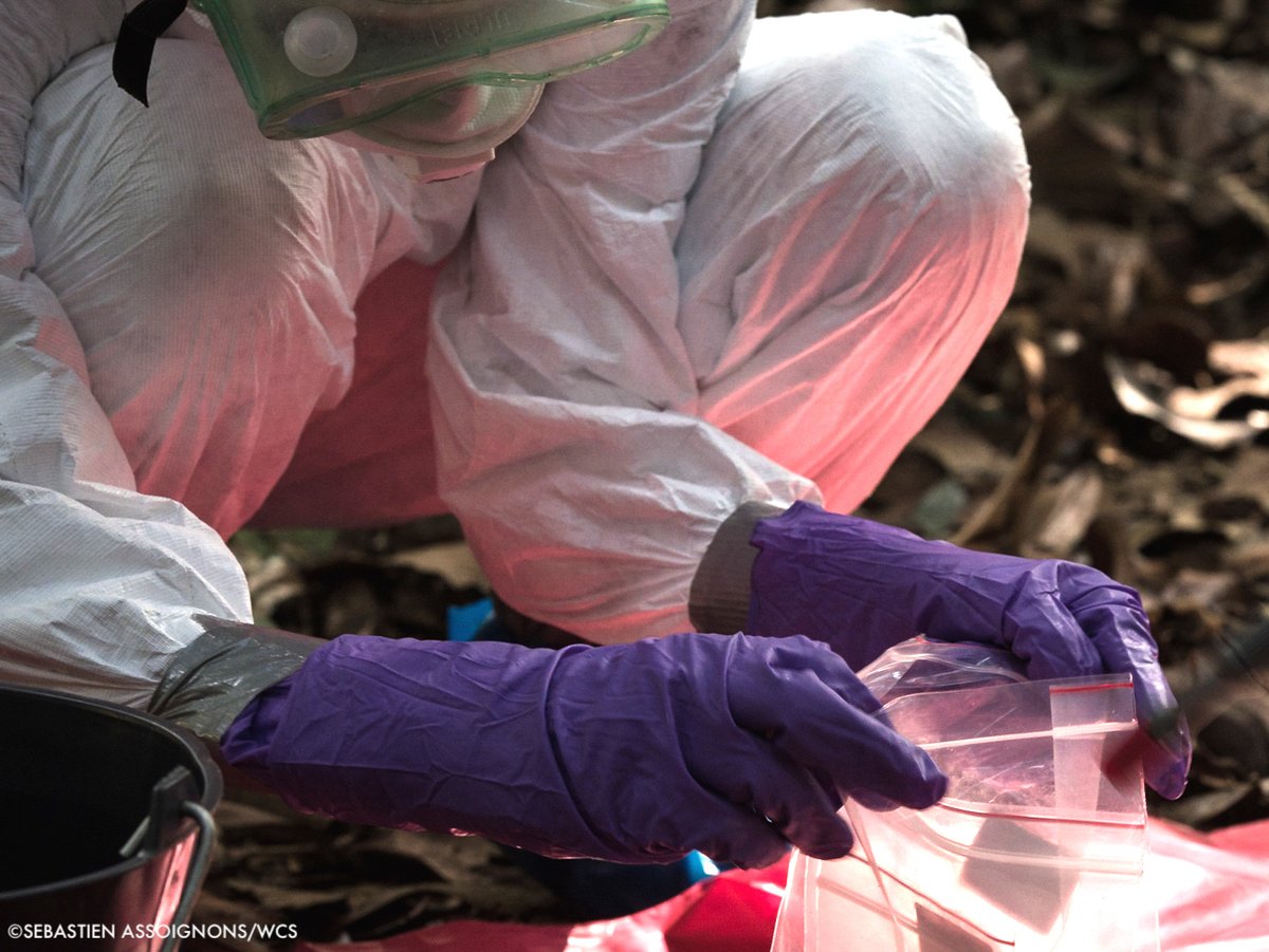 Critically, the new draft <a href="/WHO/">World Health Organization (WHO)</a> pandemic agreement recognizes the need for prevention through upstream interventions like safeguarding intact ecosystems and tackling the commercial live wildlife trade.

More from <a href="/TheWCS/">WCS</a> experts in Mongabay: bit.ly/4jM3liS
