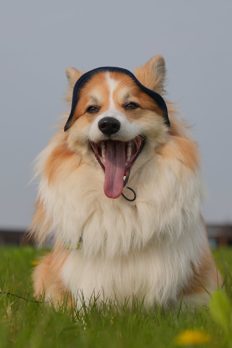 mocosuke1106's tweet image. 今日も仕事終わったどー

#コーギー #corgi #α7cr